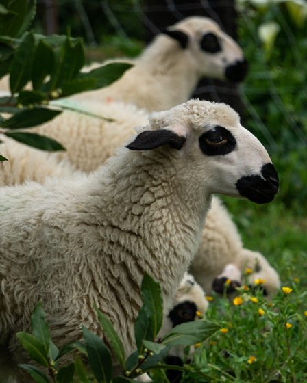 Aqiqah Dengan Kambing Betina
