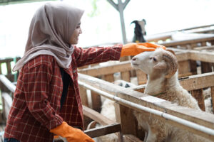 Domba Aqiqah