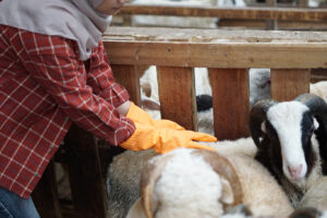 Pilihan Hewan Qurban Untuk Aqiqah